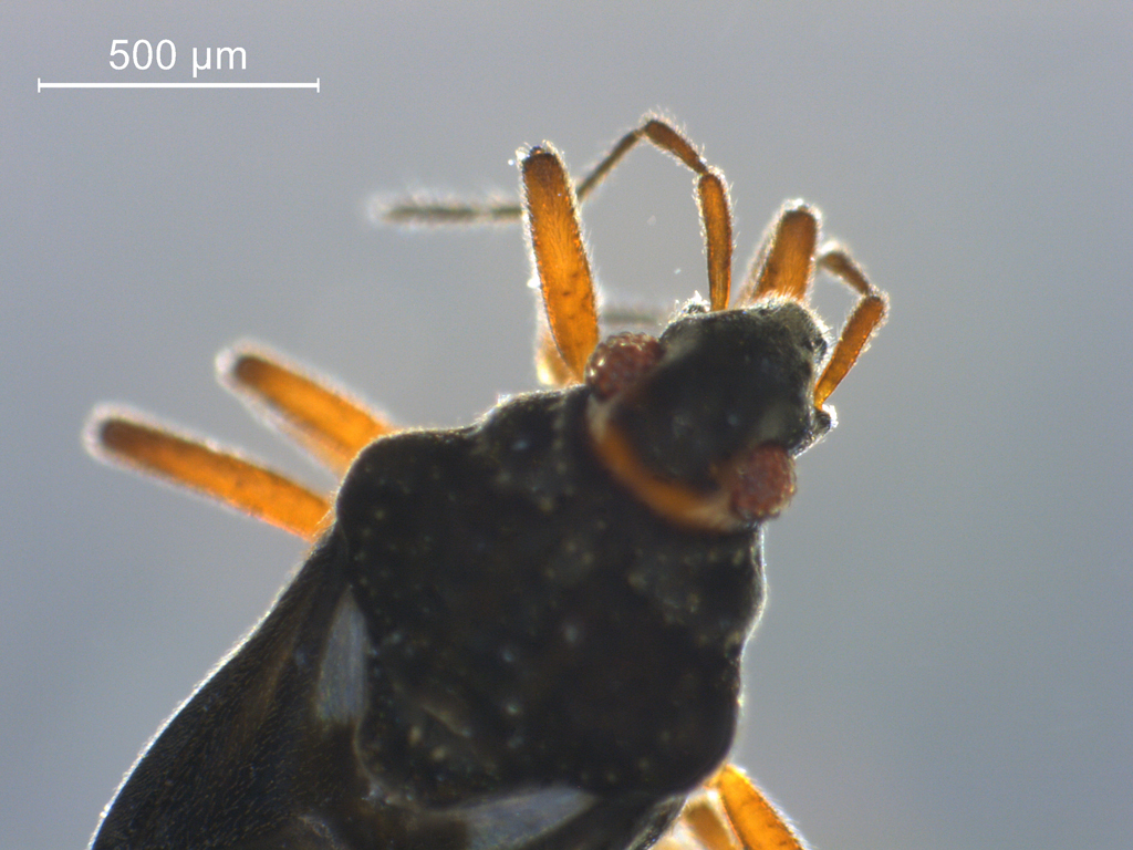 Hebrus pusillus